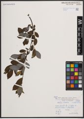 Foto von Salix cinerea L. x Salix nigricans Sm.